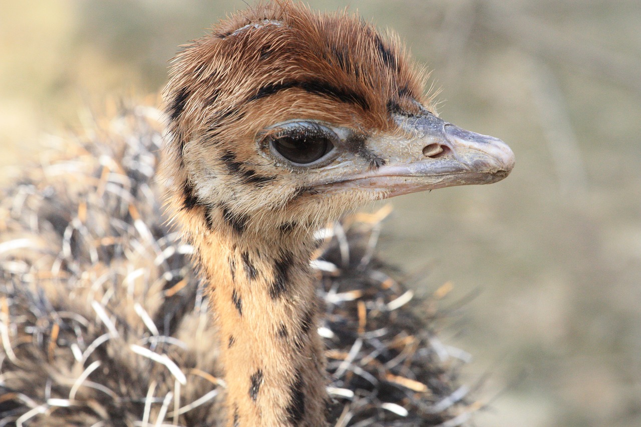 bouquet of baby animals animal world free photo