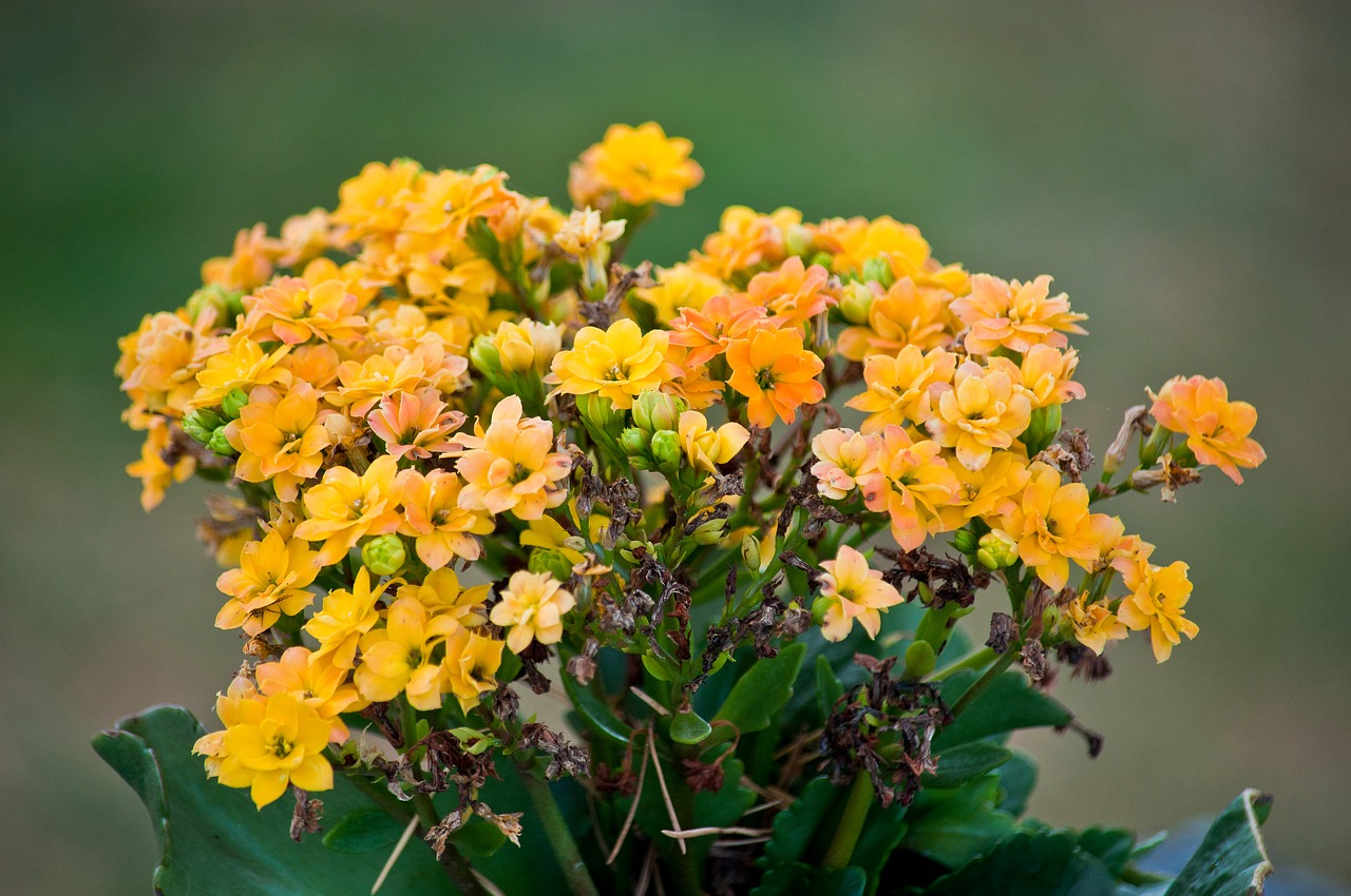 bouquet of flowers  flowers  bouquet free photo