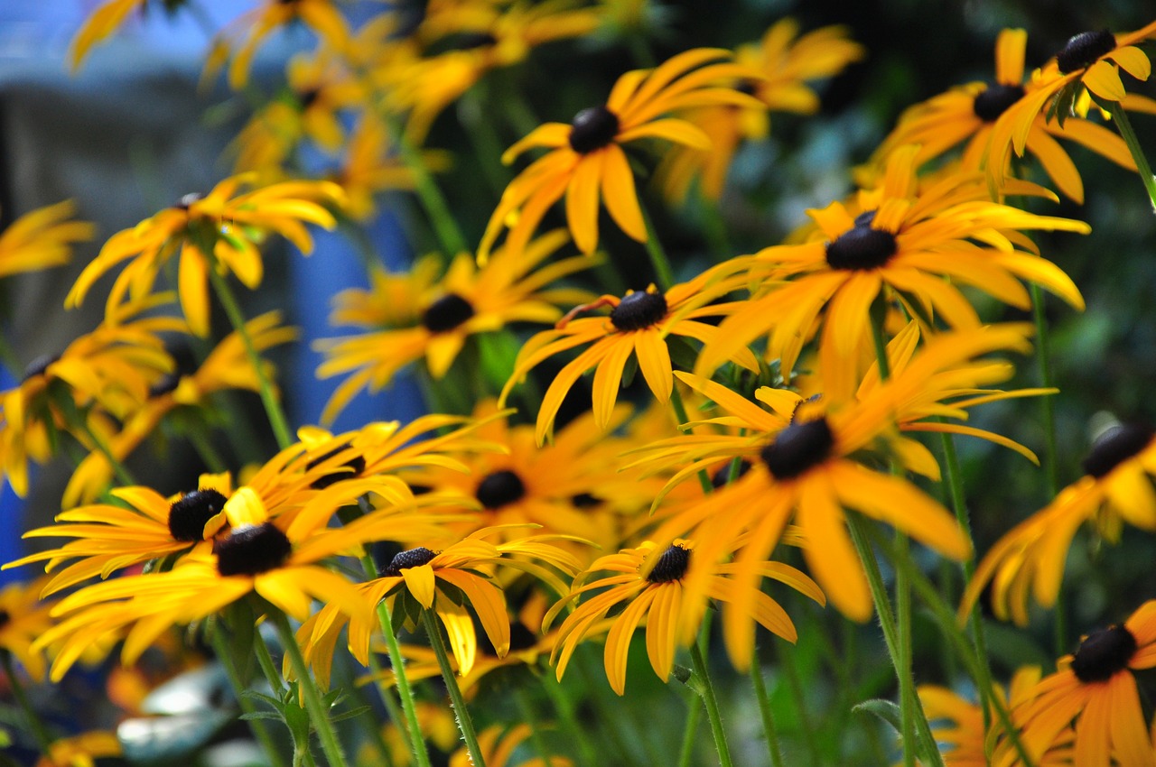 bouquet of flowers  yellow  garden free photo