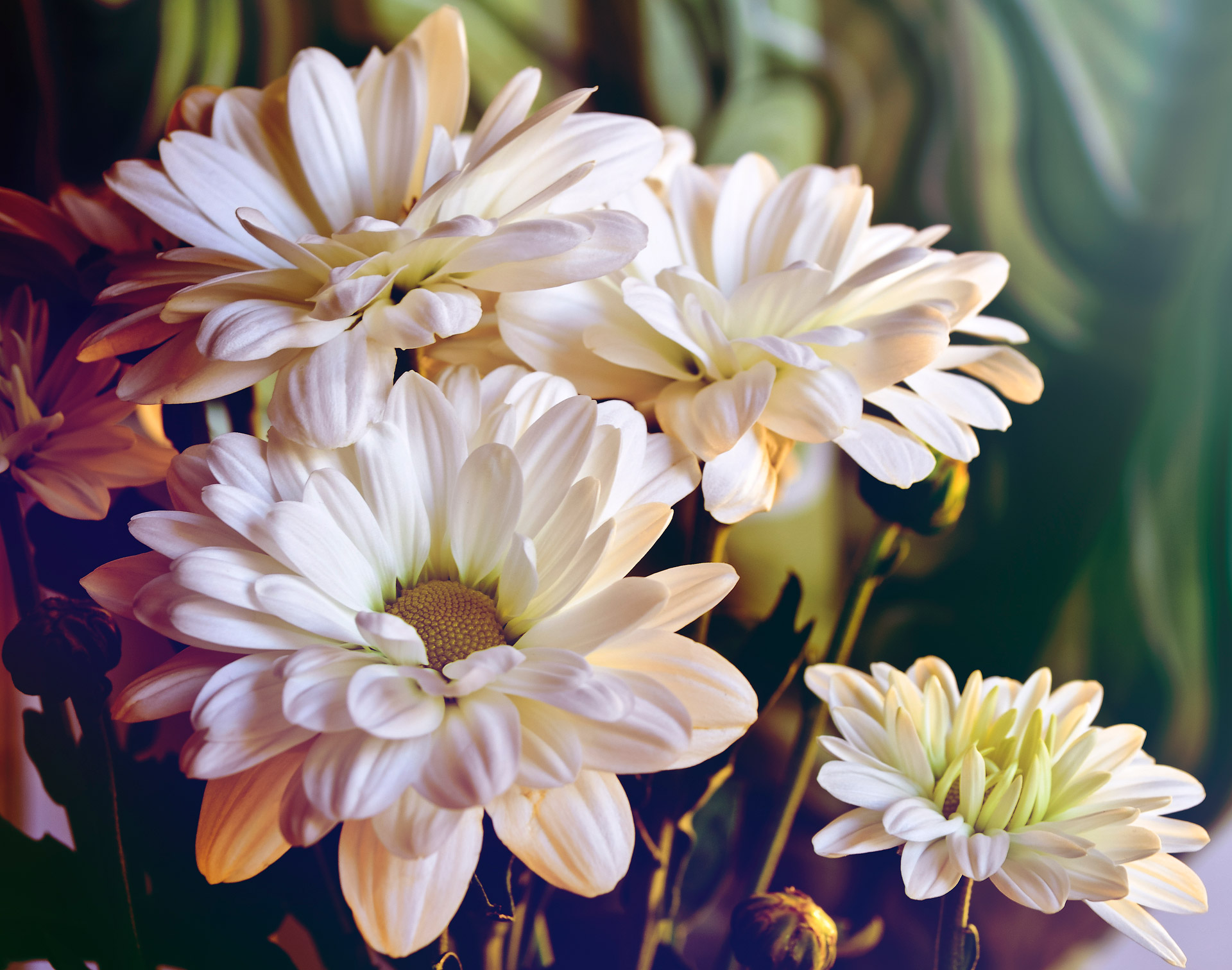 flowers chrysanthemum beauty free photo