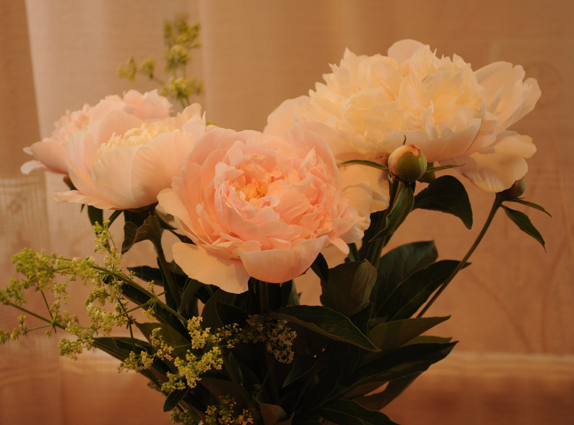 flowers peonies plants free photo