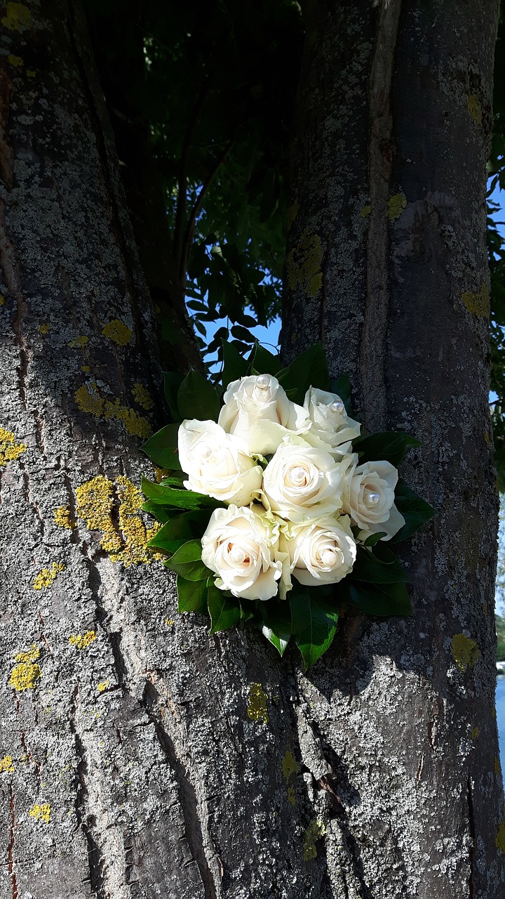 bouquet of roses roses tree free photo