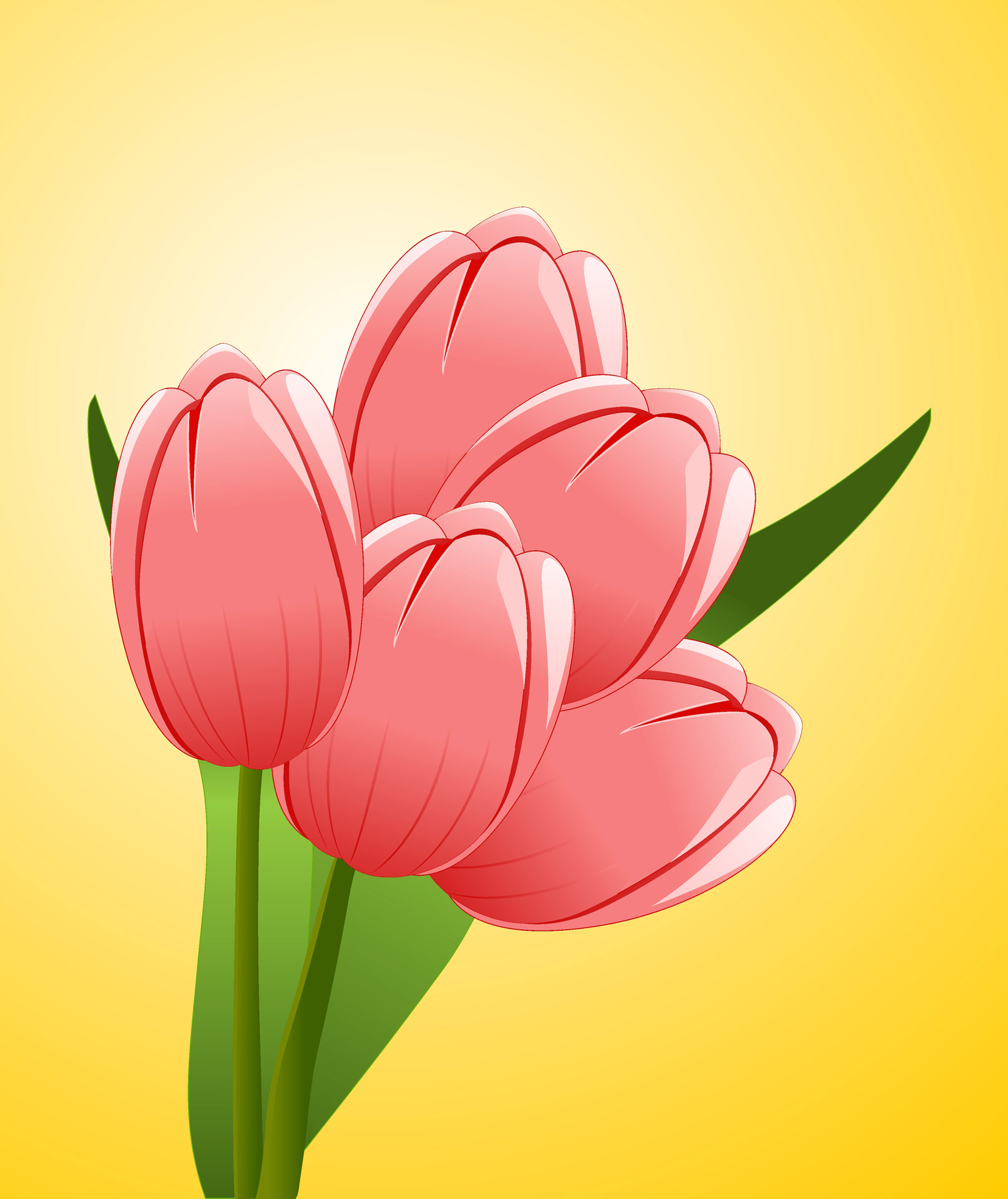 illustration tulips flowers free photo