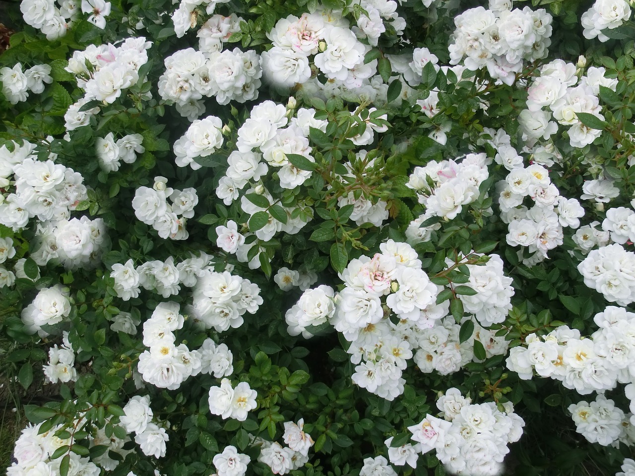 bouquet rose white flower free photo