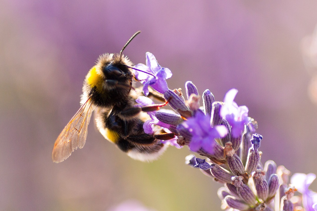 bourdon lavender macro free photo