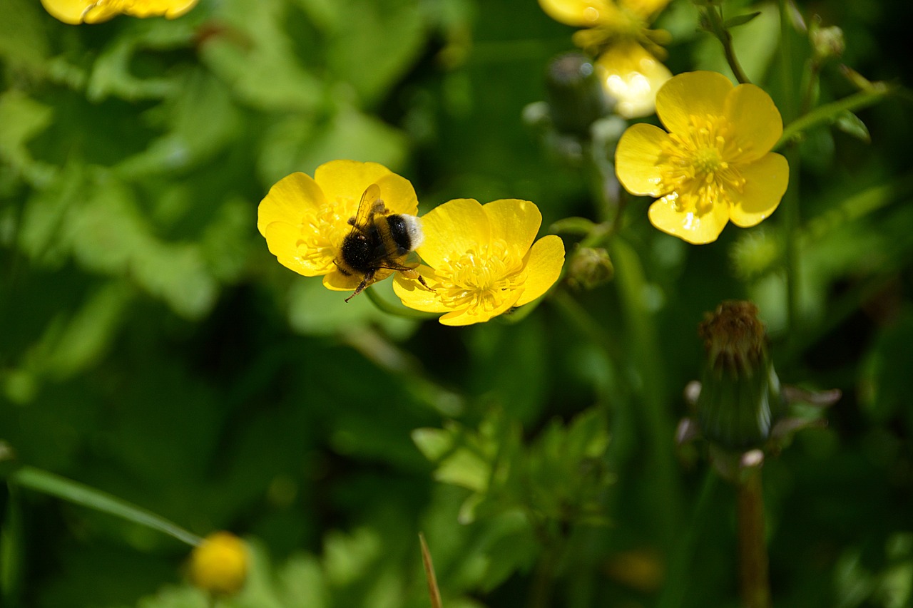 bourdon insect foraging free photo