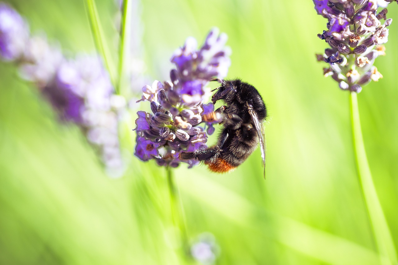 bourdon insect forage free photo