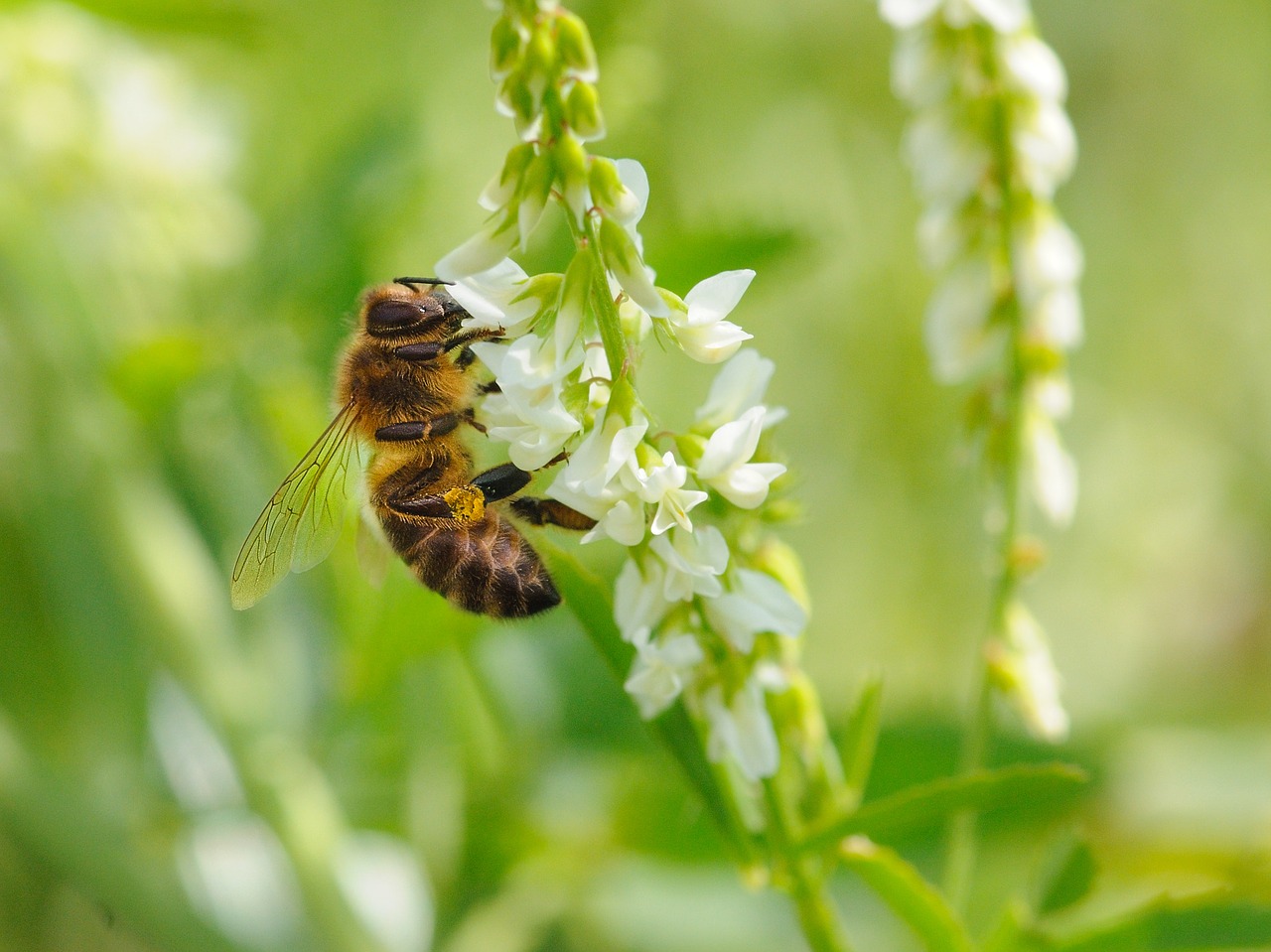 bourdon forage insect free photo