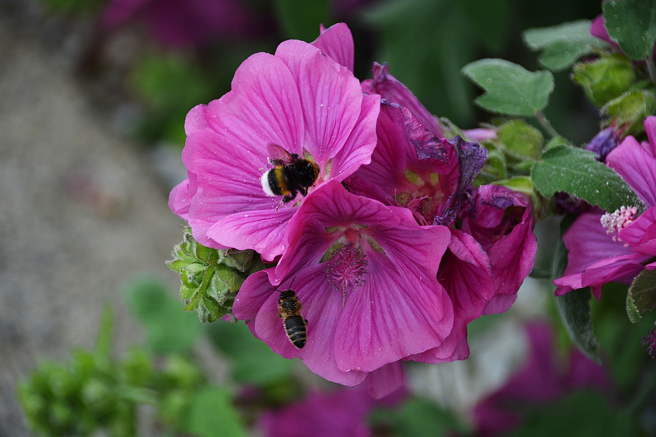 bourdon flower nature free photo