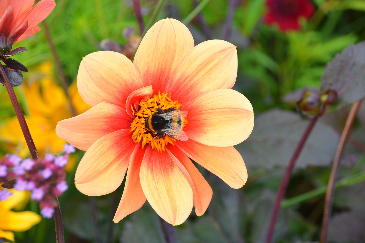 bourdon foraging insect free photo