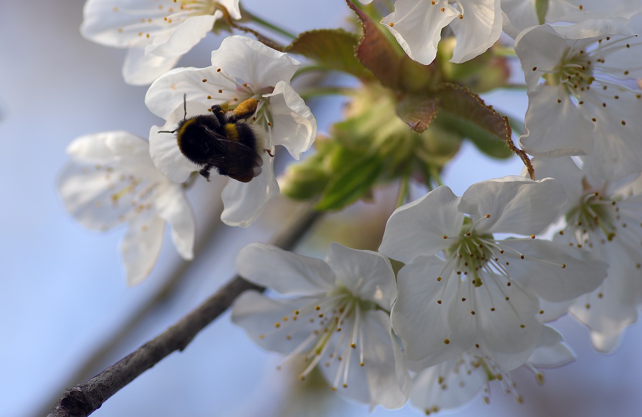 bourdon cherry spring free photo