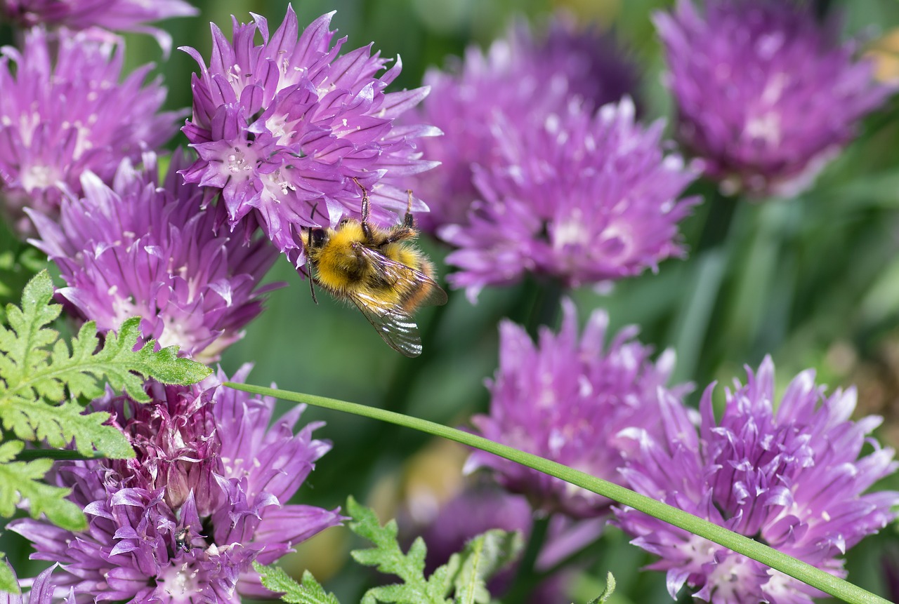 bourdon chives insect free photo