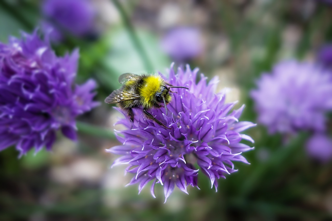 bourdon flower nature free photo