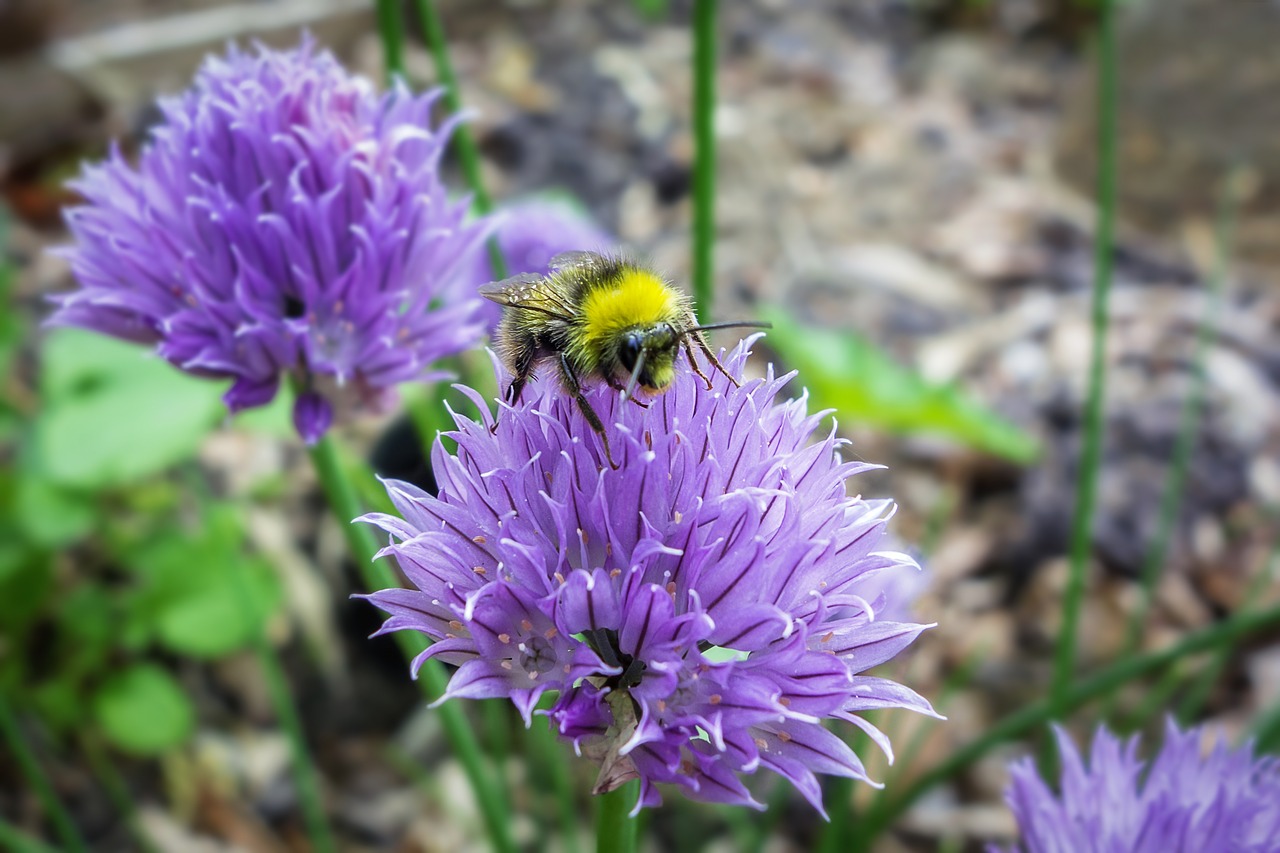 bourdon flower garden free photo