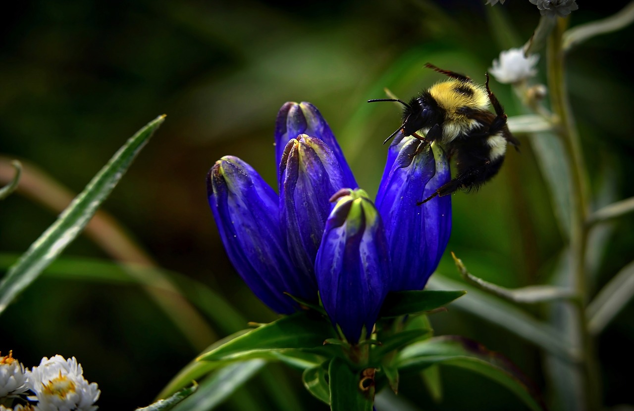 bourdon flowers forage free photo