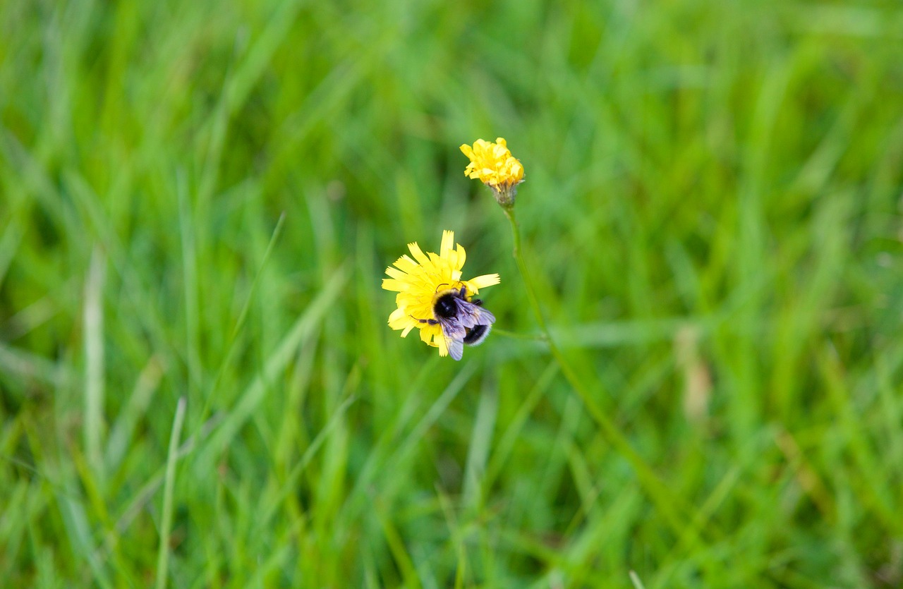 bourdon bee flower free photo