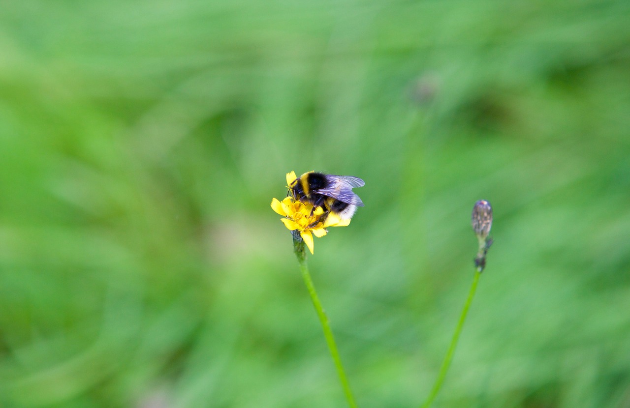 bourdon bee flower free photo