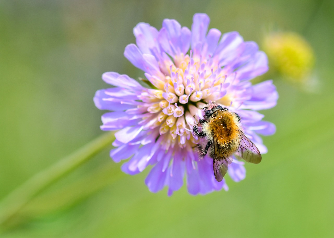 bourdon  insect  forage free photo