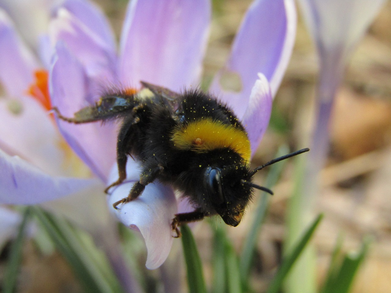 bourdon  hymenoptera  purple flower free photo