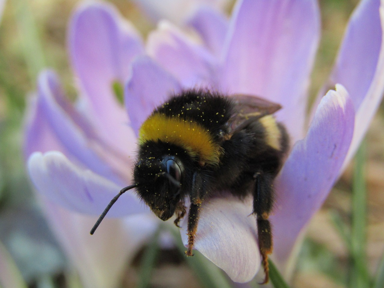 bourdon  hymenoptera  purple flower free photo