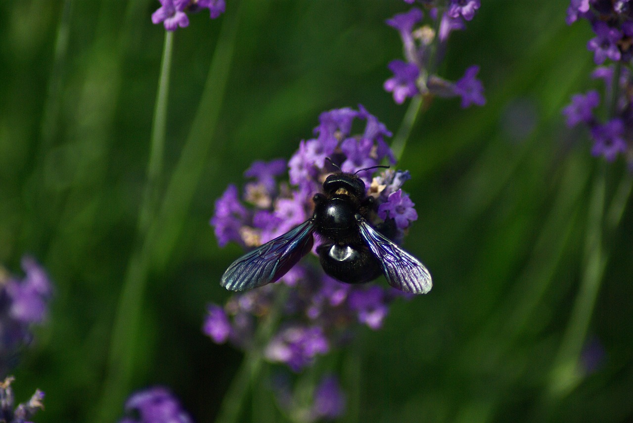 bourdon  flower  violet free photo