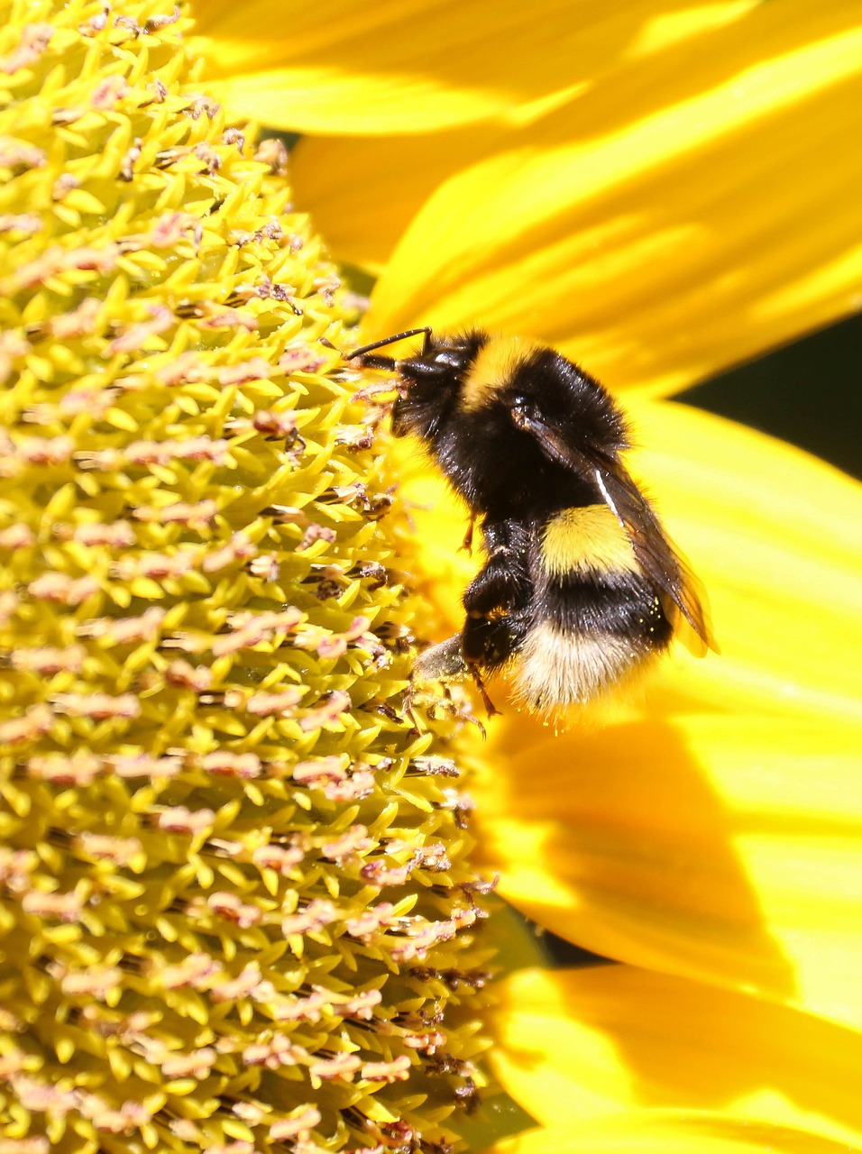 bourdon  yellow  sunflower free photo