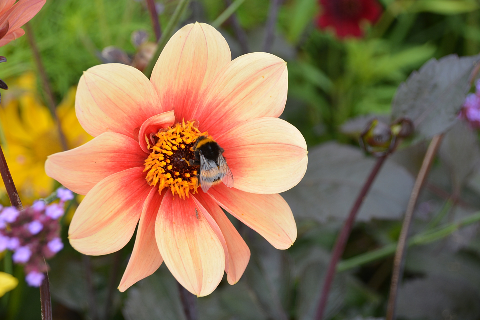 bumblebee flower insect free photo