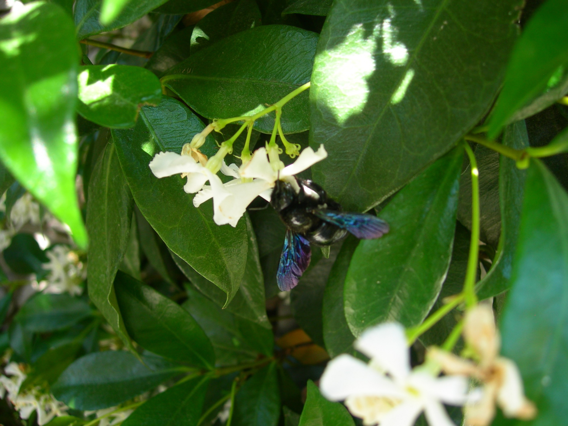 bourdon blue bee free photo