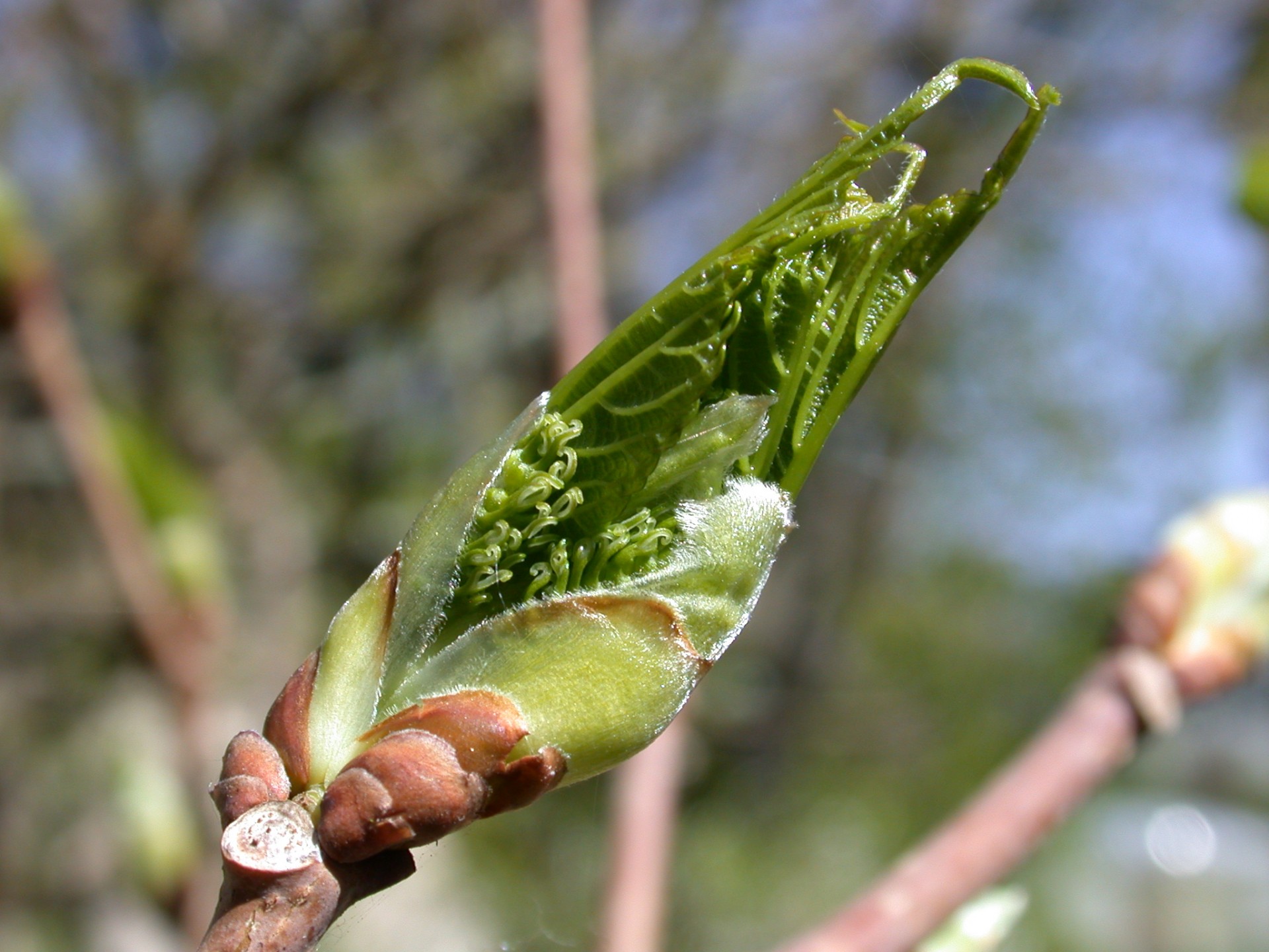 bud life spring free photo