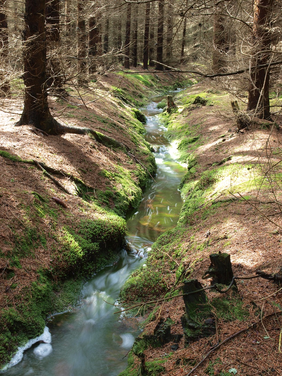 bourn forest surface free photo