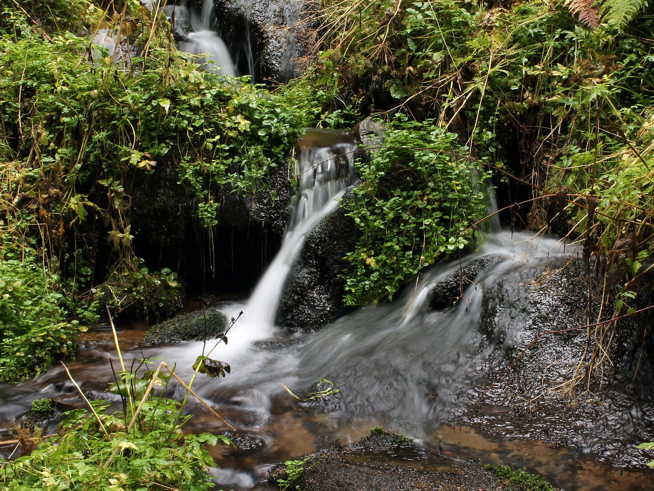 bourn grass water free photo