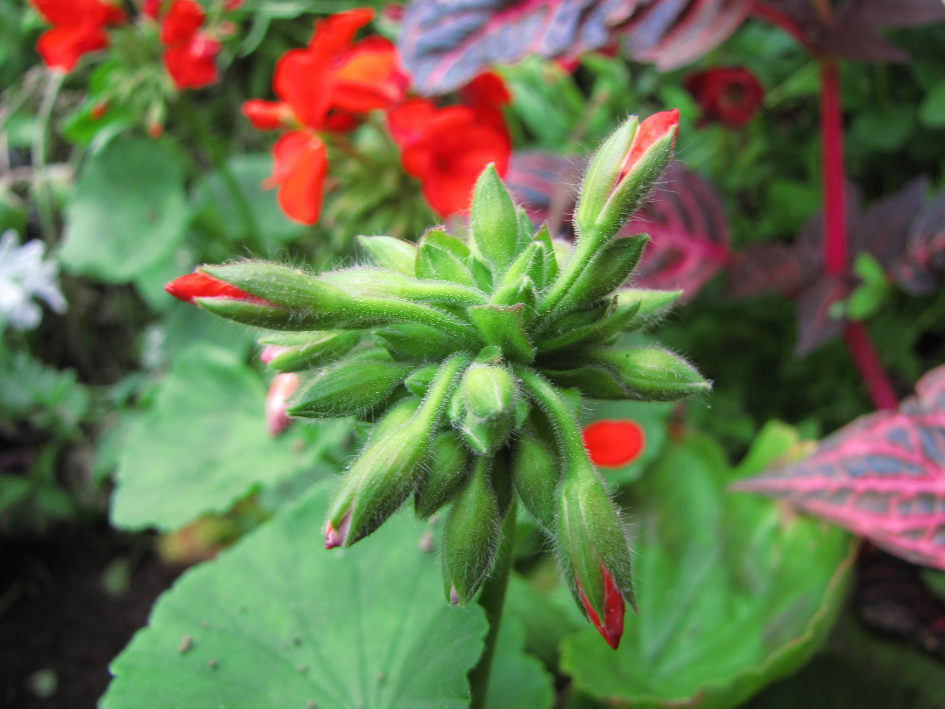 flower plant green free photo