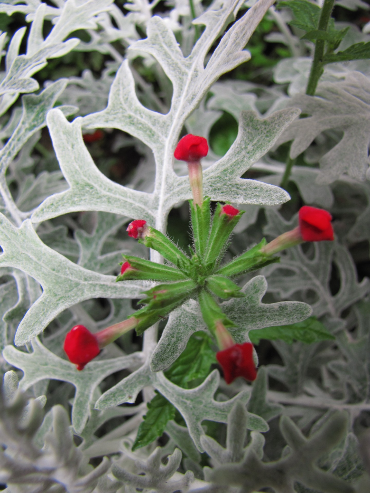 flower plant green free photo