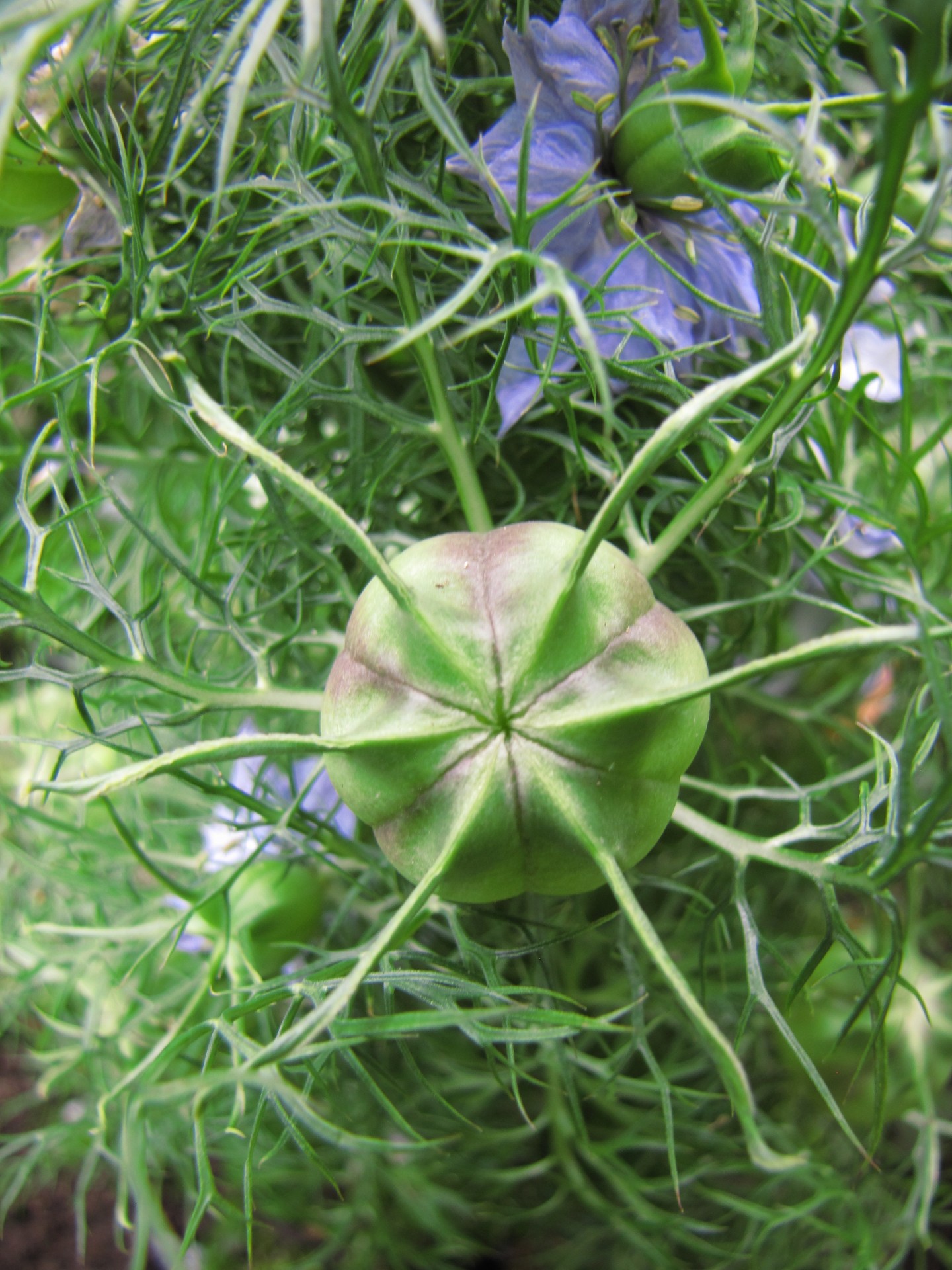 flower plant blue free photo