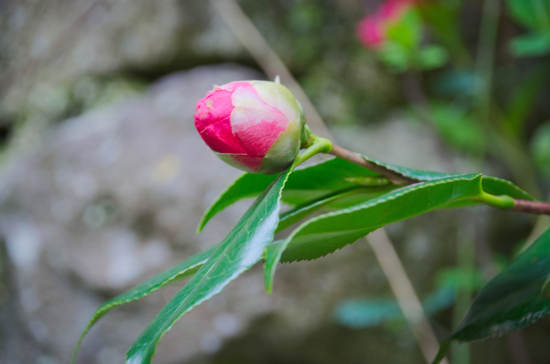 flower pink button free photo