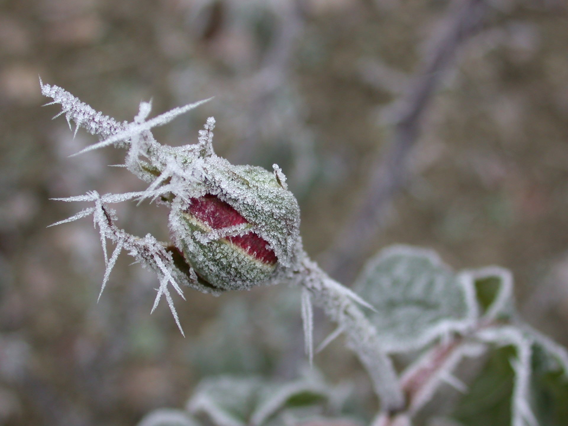 pink frost ice free photo