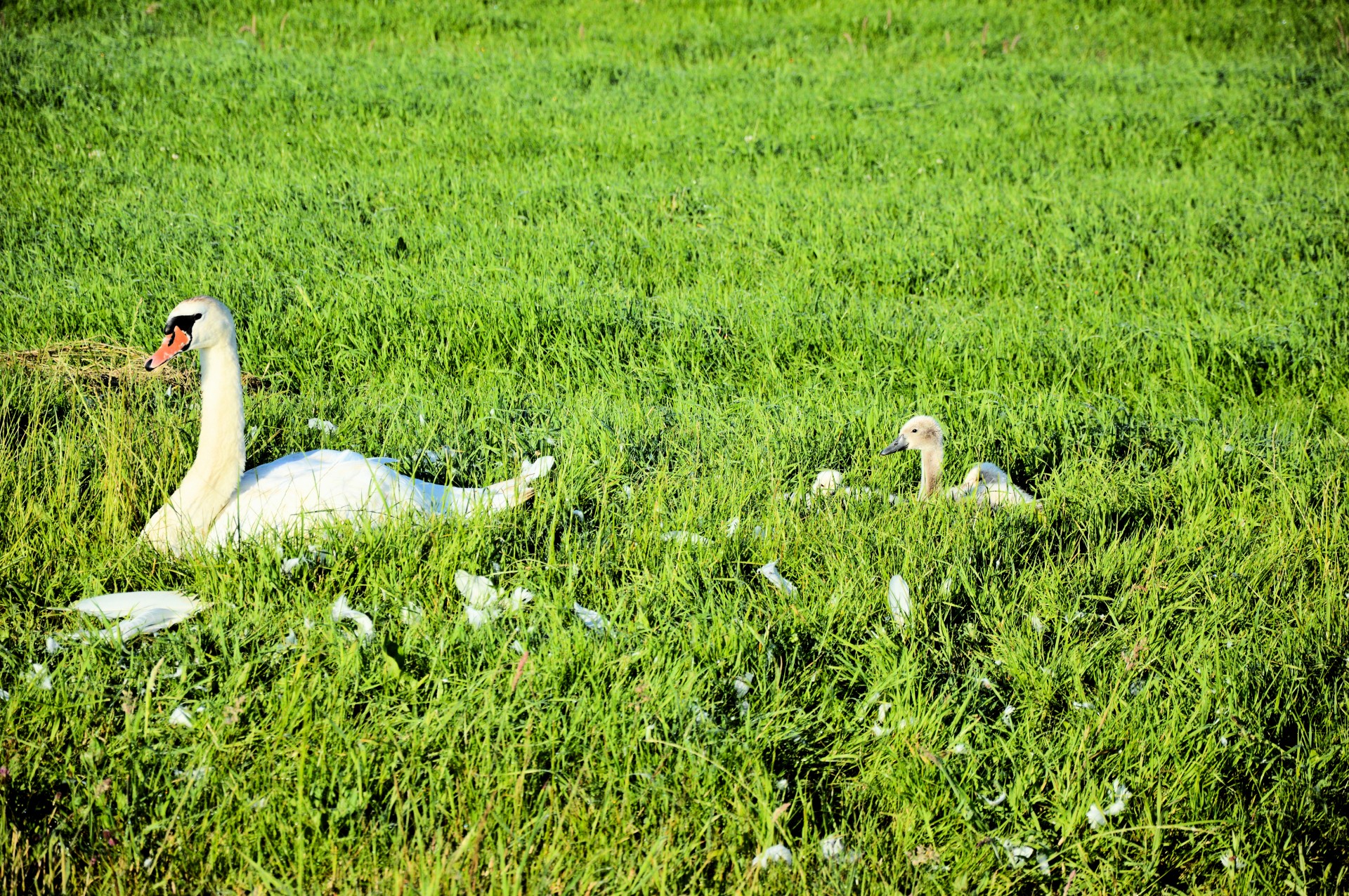 swan swans water bird free photo