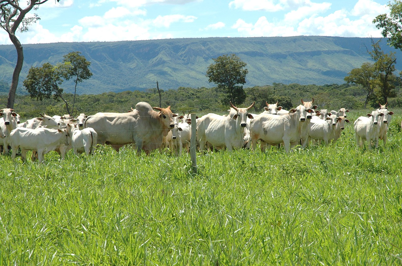 bovine ranch farm free photo