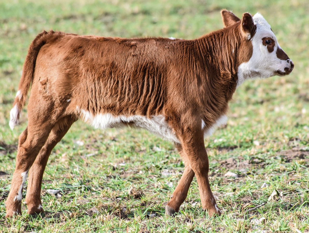 bovine bullock animal husbandry free photo