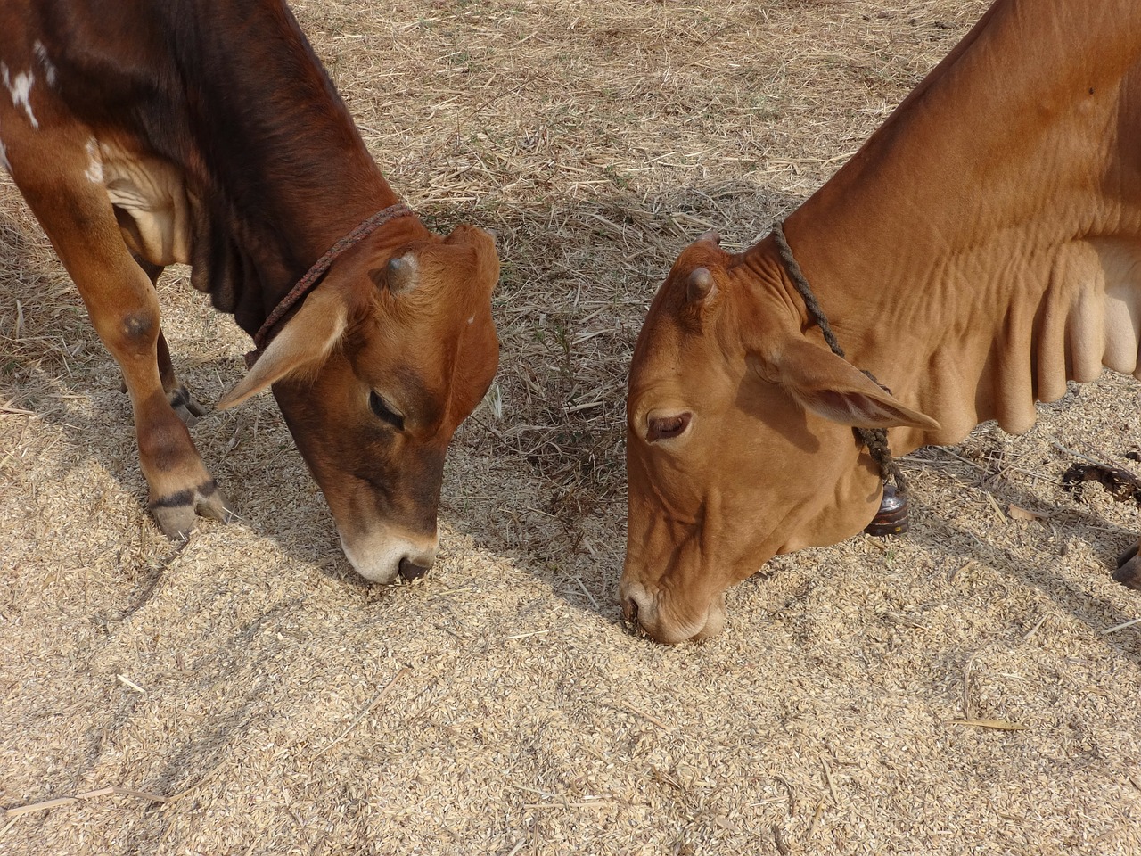 bovine animal dharwad free photo