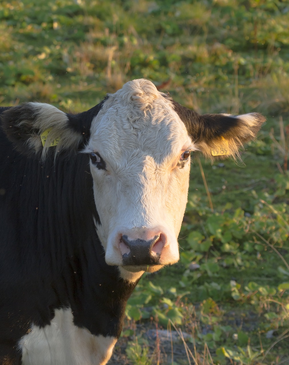 bovine  the cow  livestock free photo