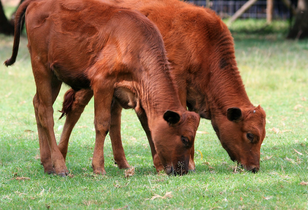 bovine calves grazing free photo