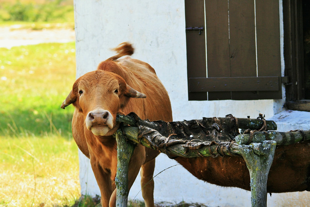 bovine itch farm animal free photo