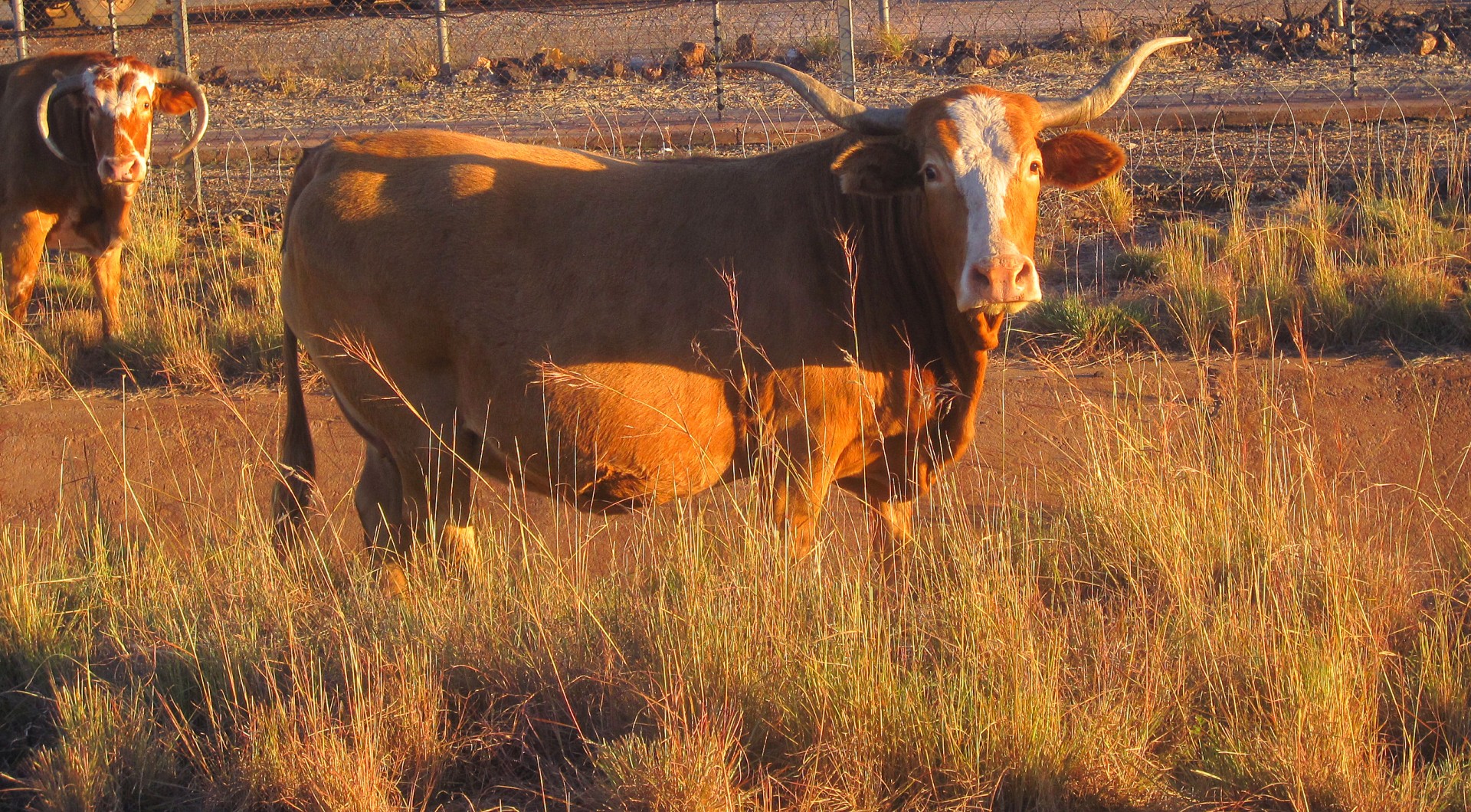 animal bovine sunlight free photo