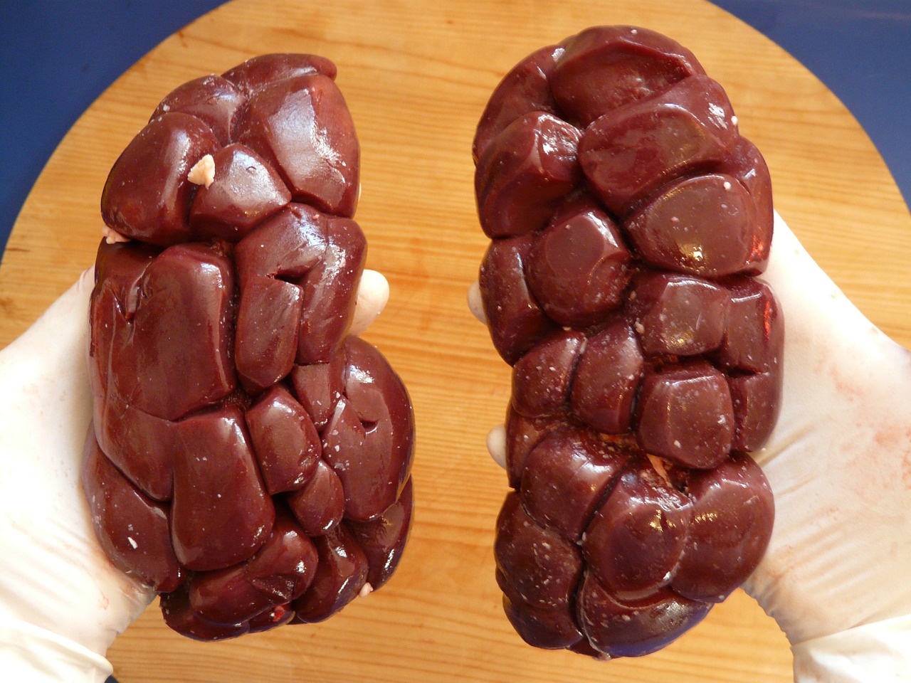 bovine kidney offal meat free photo