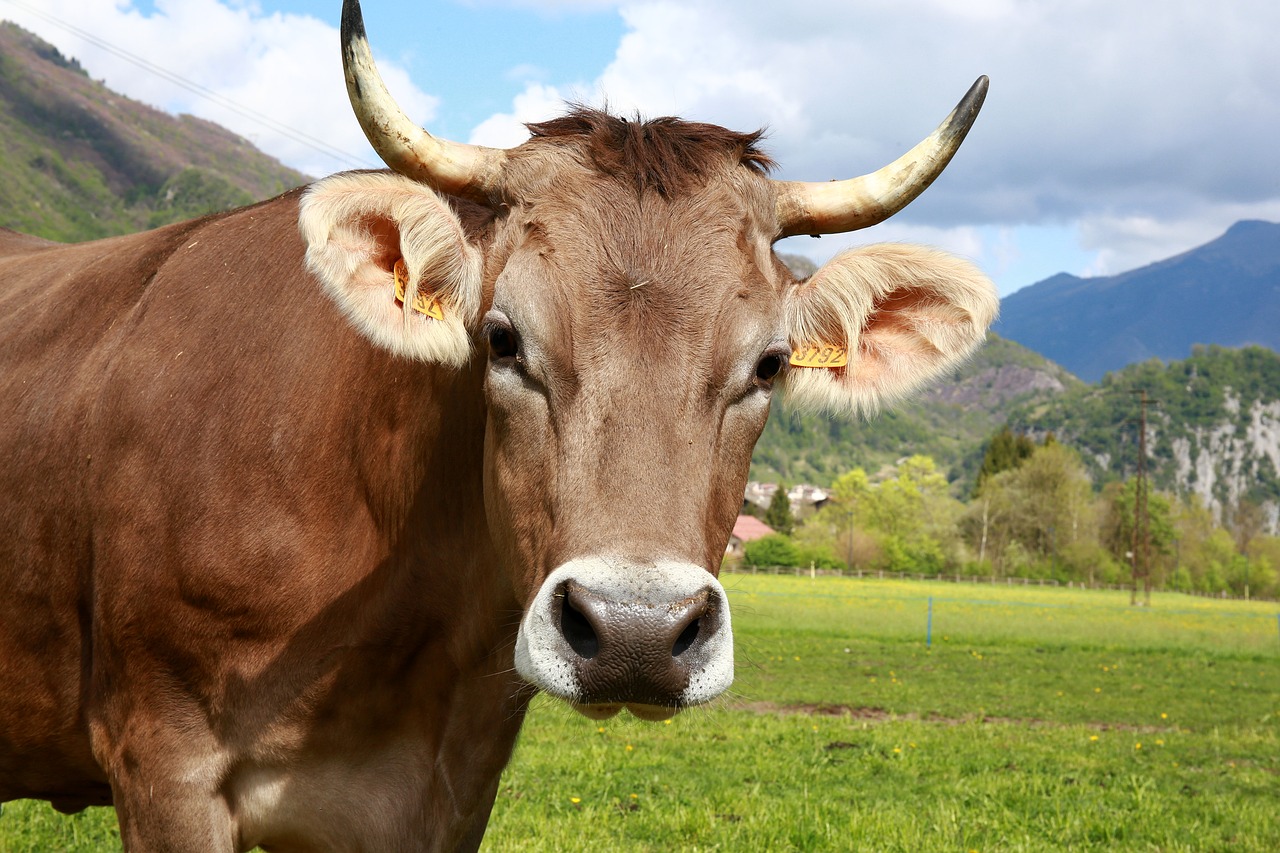 bovino cow animals free photo
