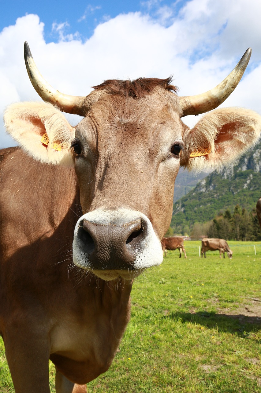 bovino cow animals free photo