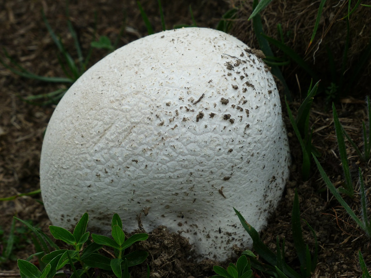 bovist mushroom white free photo