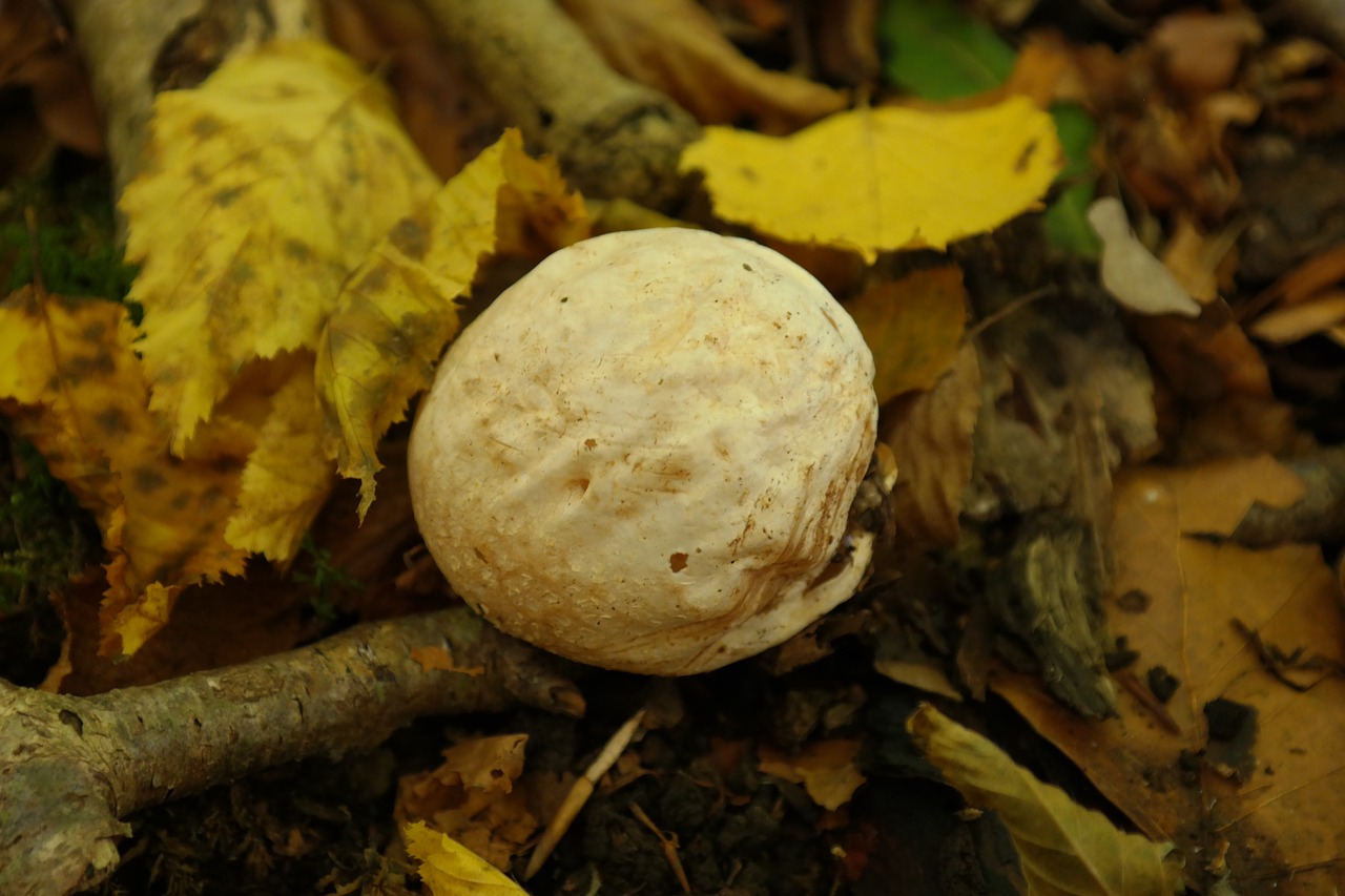 bovist mushroom umbrinum free photo