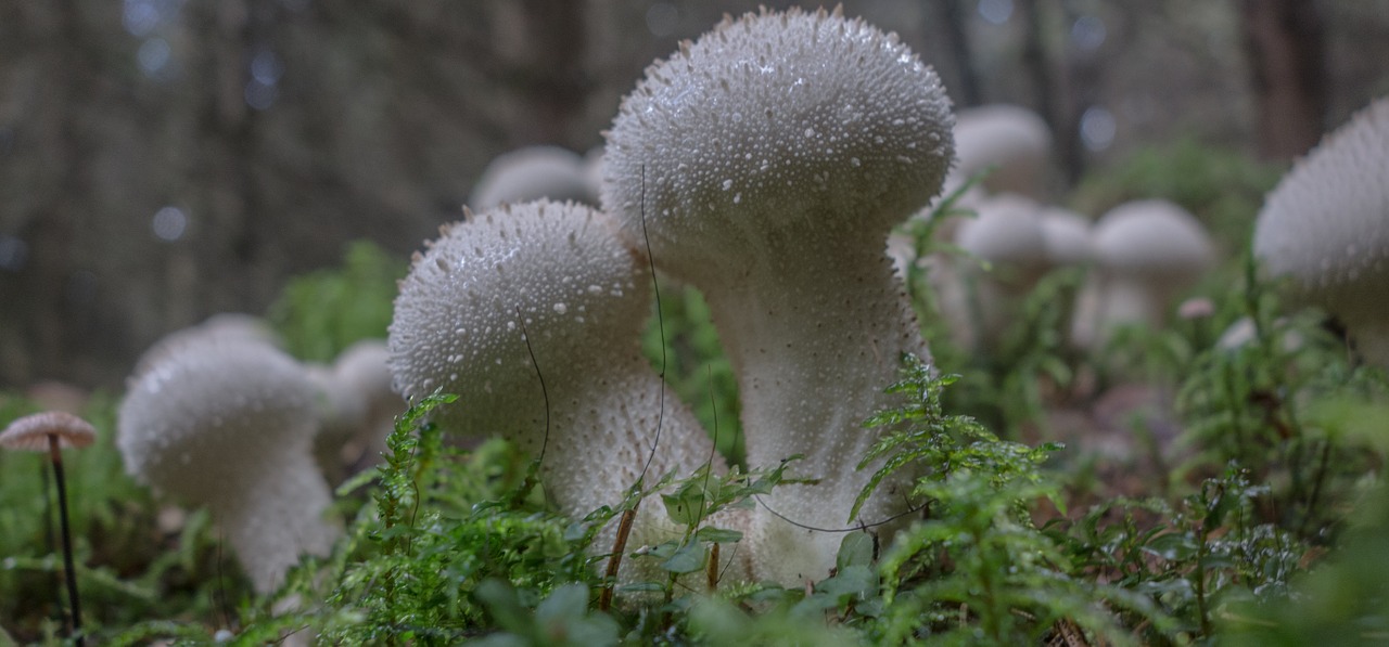bovist mushrooms forest mushrooms free photo